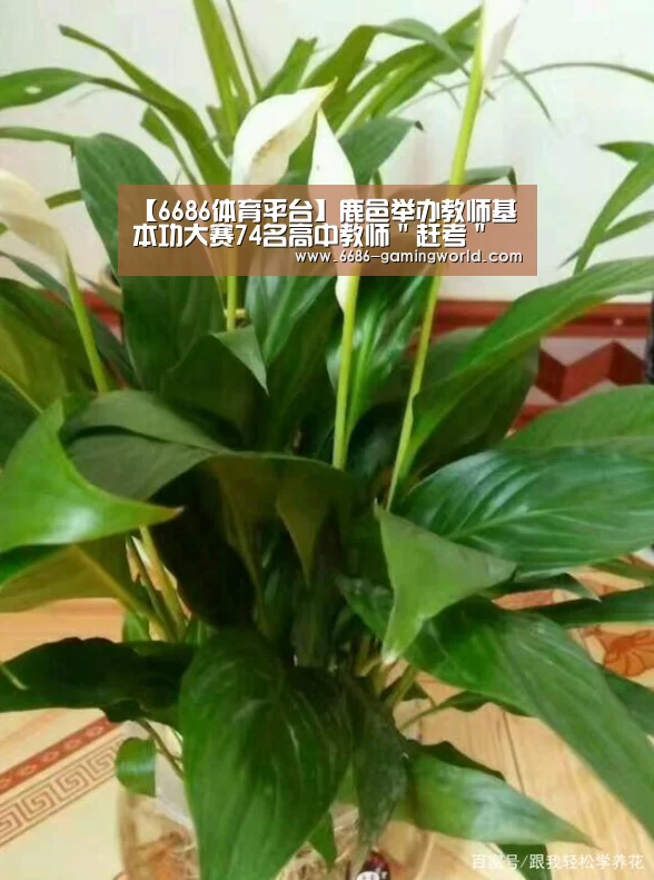 6686体育直播